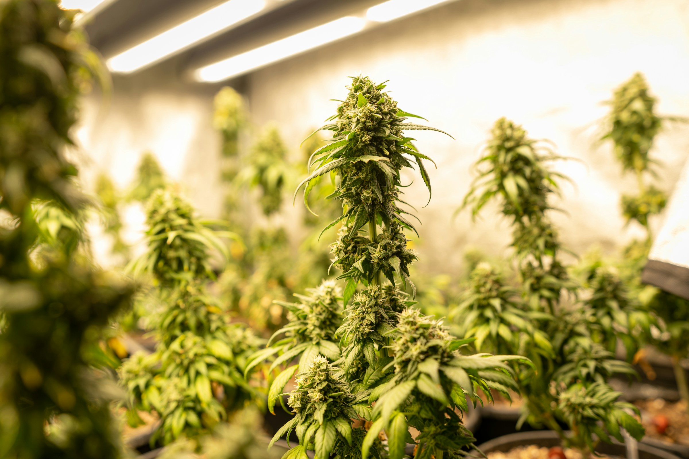 Des fleurs de CBD cultivées en indoor
